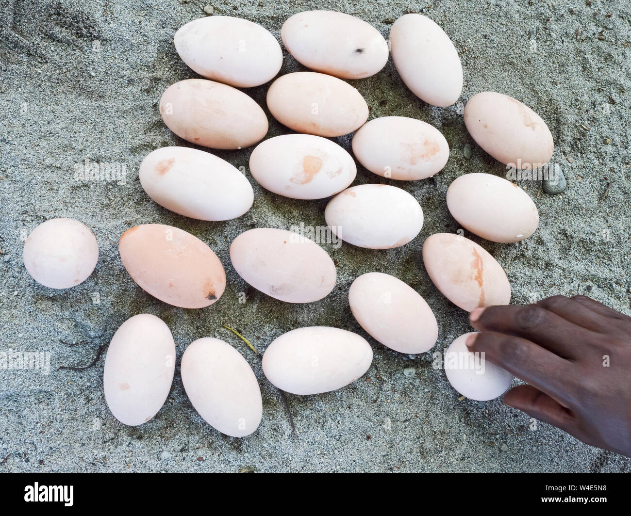 Megapode huevos recolectados en zonas de nidificación de Melanesia Megapodius Megapode eremita Savo Island, Las Islas Salomón, en el Pacífico Sur Foto de stock