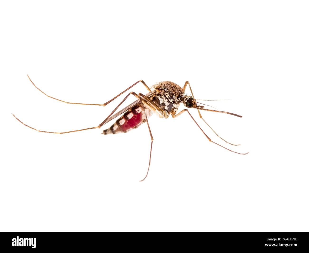 La fiebre amarilla, el paludismo o el mosquito infectado de virus Zika insecto aislado sobre fondo blanco. Foto de stock