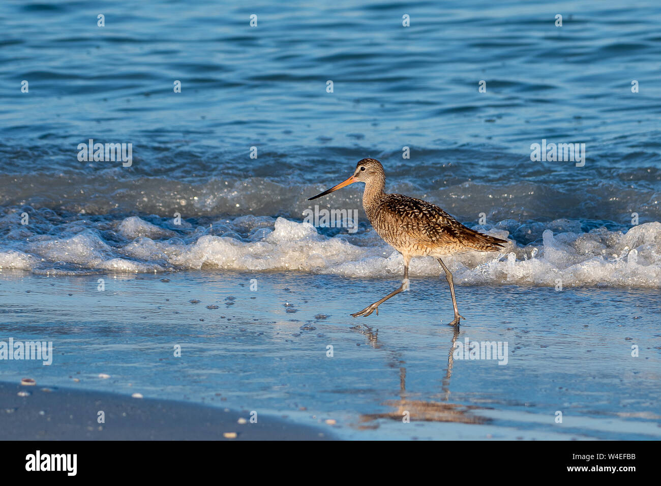 Shore Bird (mármol) godwit paseos a lo largo de la playa de Florida Foto de stock