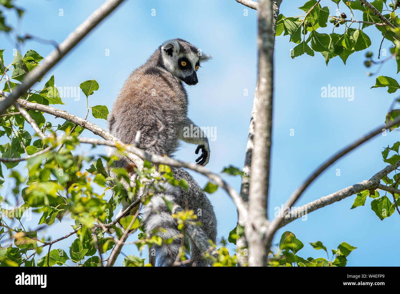 Ring tailed lemur sentado en un árbol Foto de stock