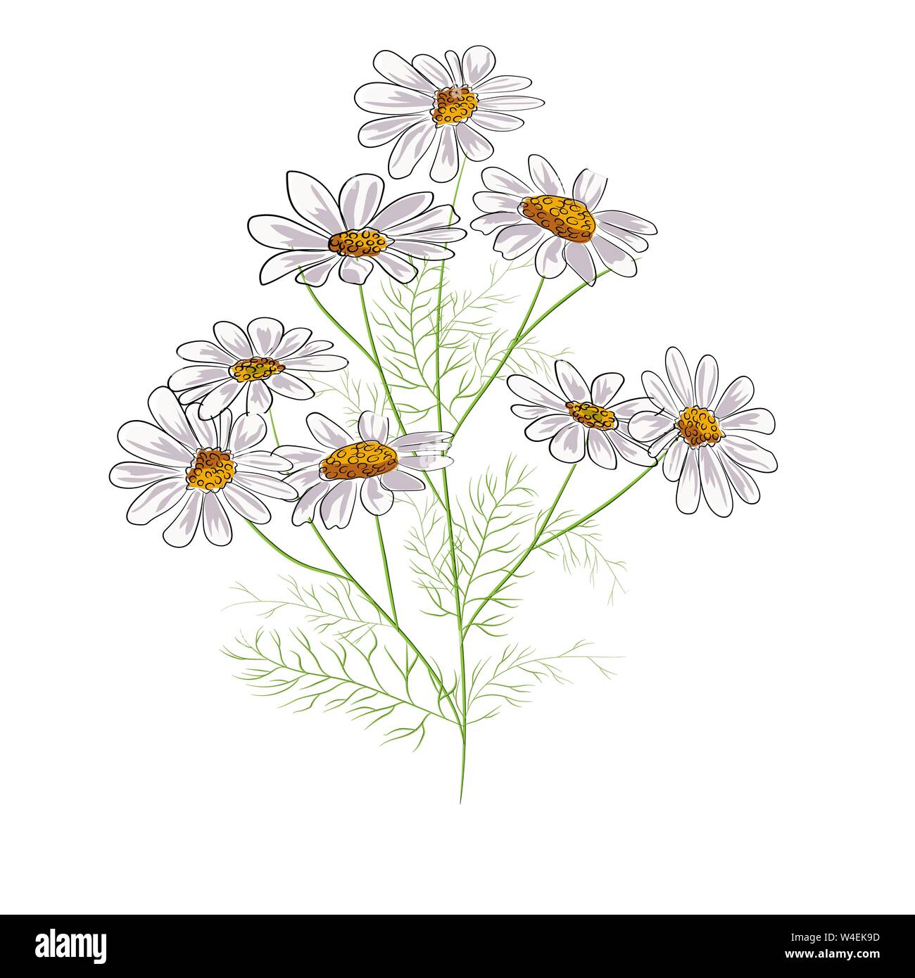 margarita-flor-dibujo