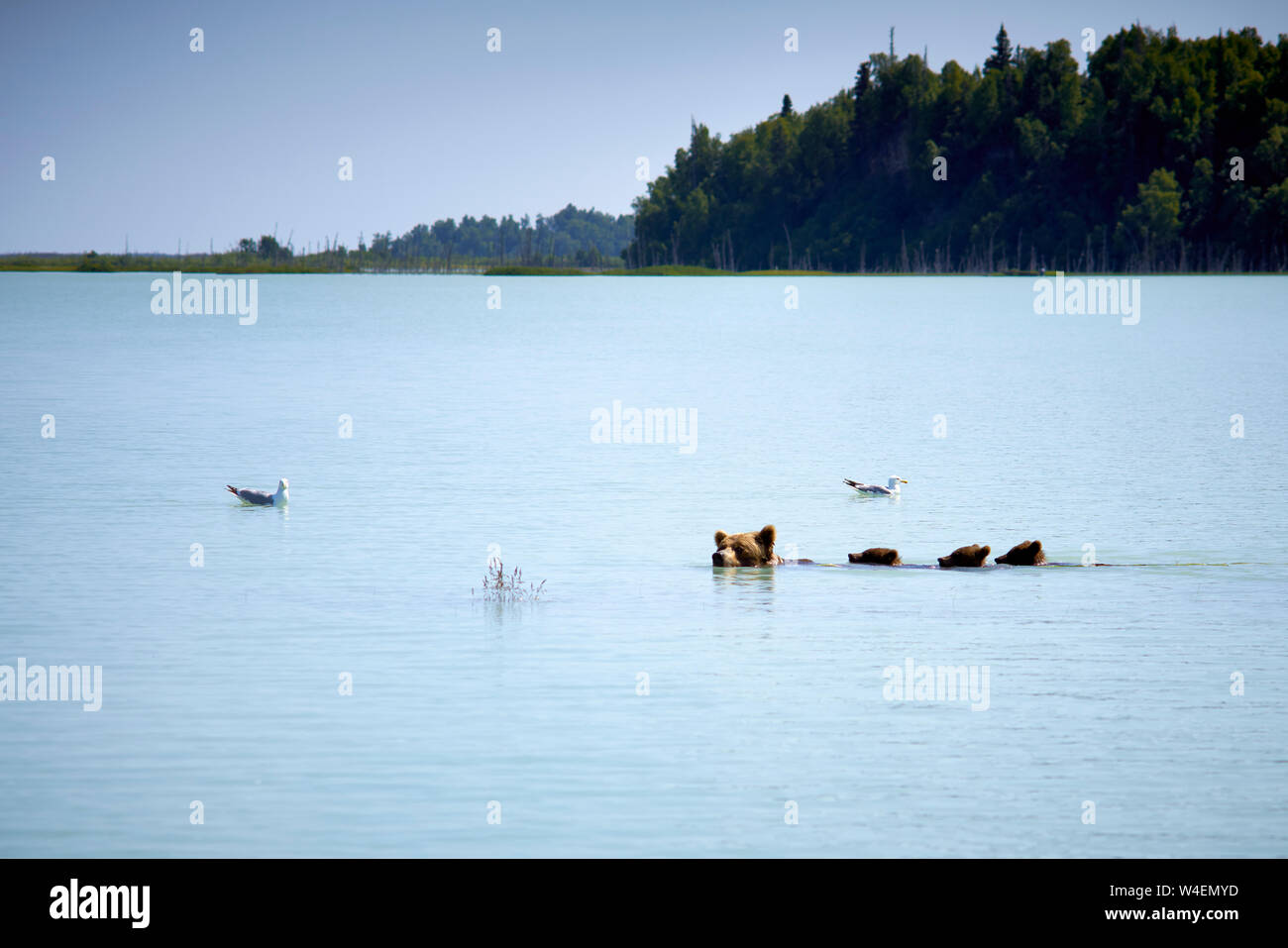Brown Bear family la natación y la pesca en Alaska Foto de stock