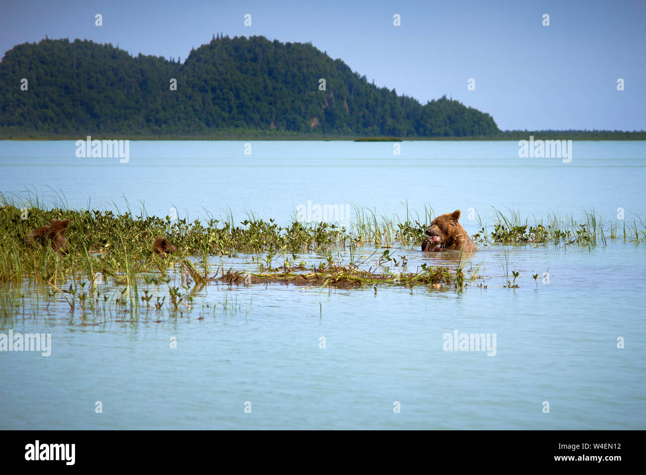 Brown Bear family la natación y la pesca en Alaska Foto de stock