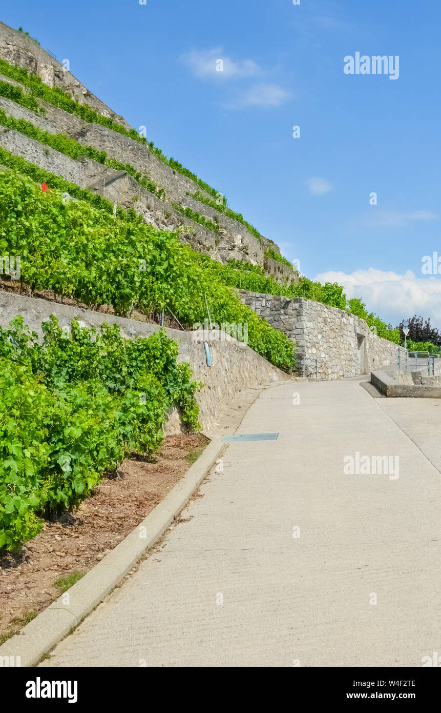 La fotografía vertical de la ruta panorámica a lo largo de los viñedos en las terrazas. Viñedos en las colinas junto al lago de Ginebra, Suiza. La famosa región vinícola de Lavaux, Patrimonio de la UNESCO. Suiza verano. La vinificación. Foto de stock