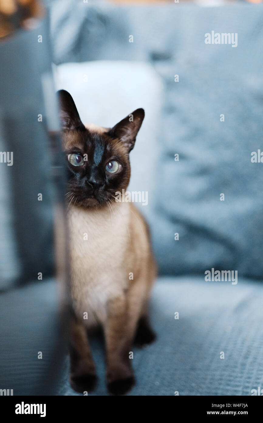 Retrato de un gato siamés con ojos azules sentados en el sofá