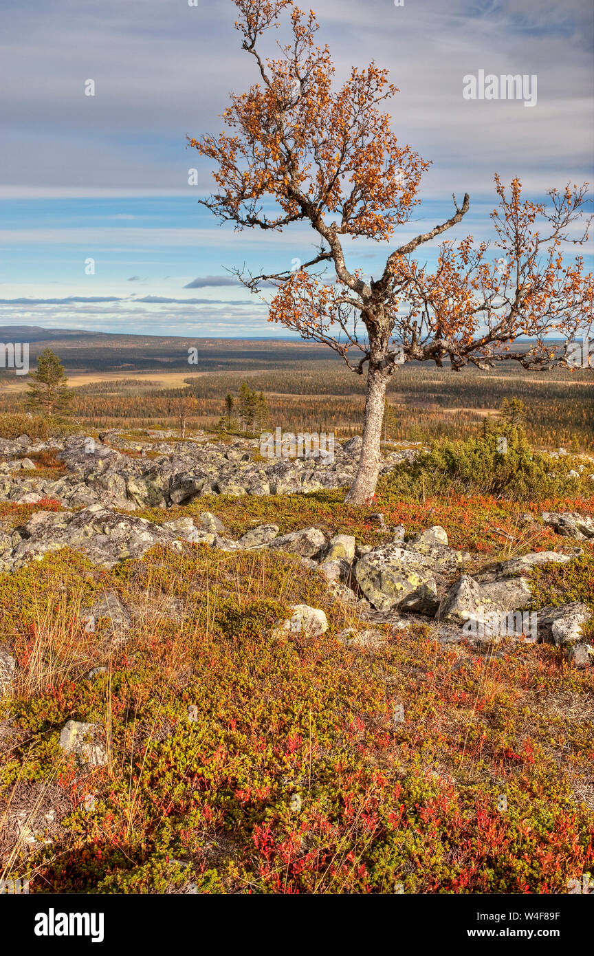 Valle del Río Lainiojoki, enebro (Juniperus Communis),Scot de pino (Pinus sylvestris), Noruega abeto rojo (Picea abies) y mountain abedul (Betula pubescens ssp. czerepanovii), sobre la tierra: Montaña Crowberry (Empetrum nigrum subsp. hermaphroditum), Cowberry (Vaccinium vitis-idaea), Arándano (Vaccinium myrtillus), Ruska tiempo (otoño), Parque Nacional Pallas-Yllastunturi, Laponia, Finlandia Foto de stock