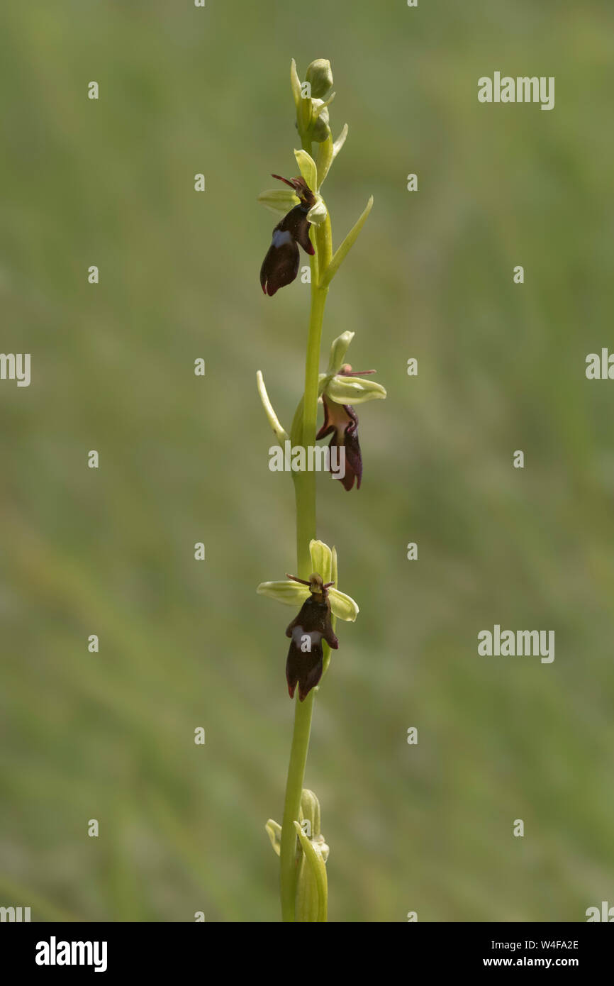 Fly Orchid (Ophrys insectifera) Foto de stock