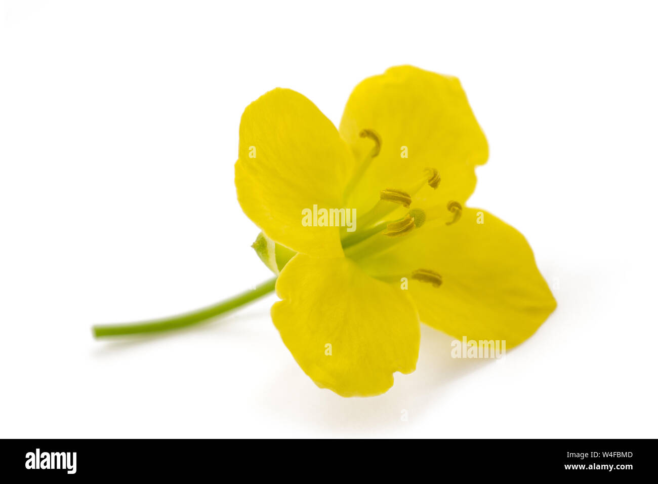 Rúcula fresca flor aislado en blanco Foto de stock