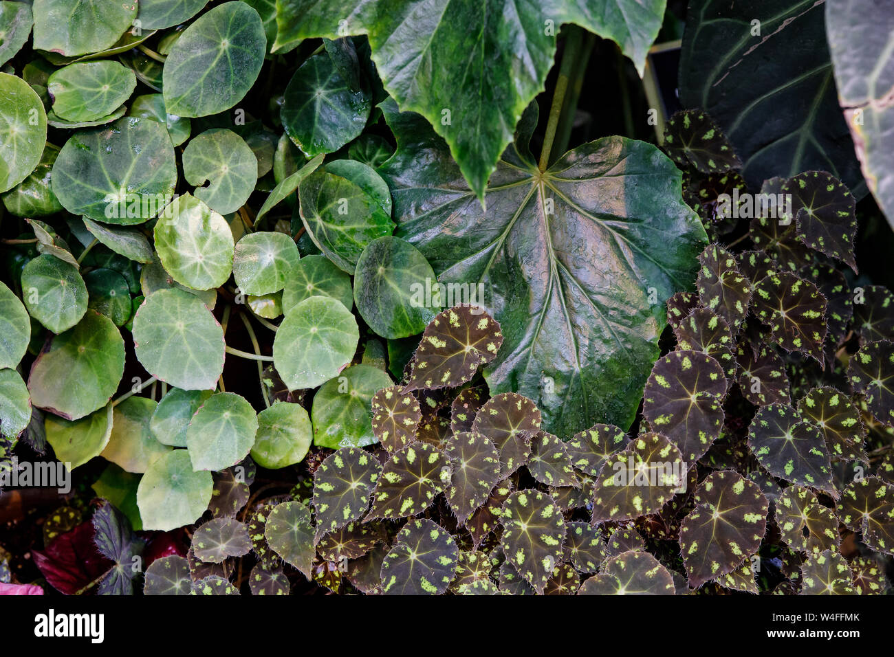 Begonia deliciosa es una popular planta doméstica, brillantes hojas de  diferentes tipos de begonias se disparó de cerca. Begonia multicolores  hojas de diferentes t Fotografía de stock - Alamy