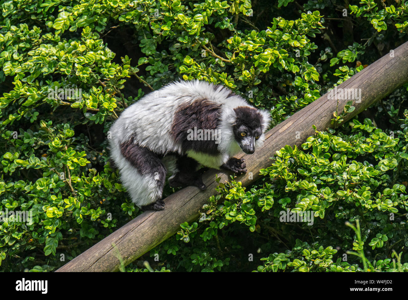 En blanco y negro ruffed lemur (Varecia variegata) endémica de la isla de Madagascar Foto de stock