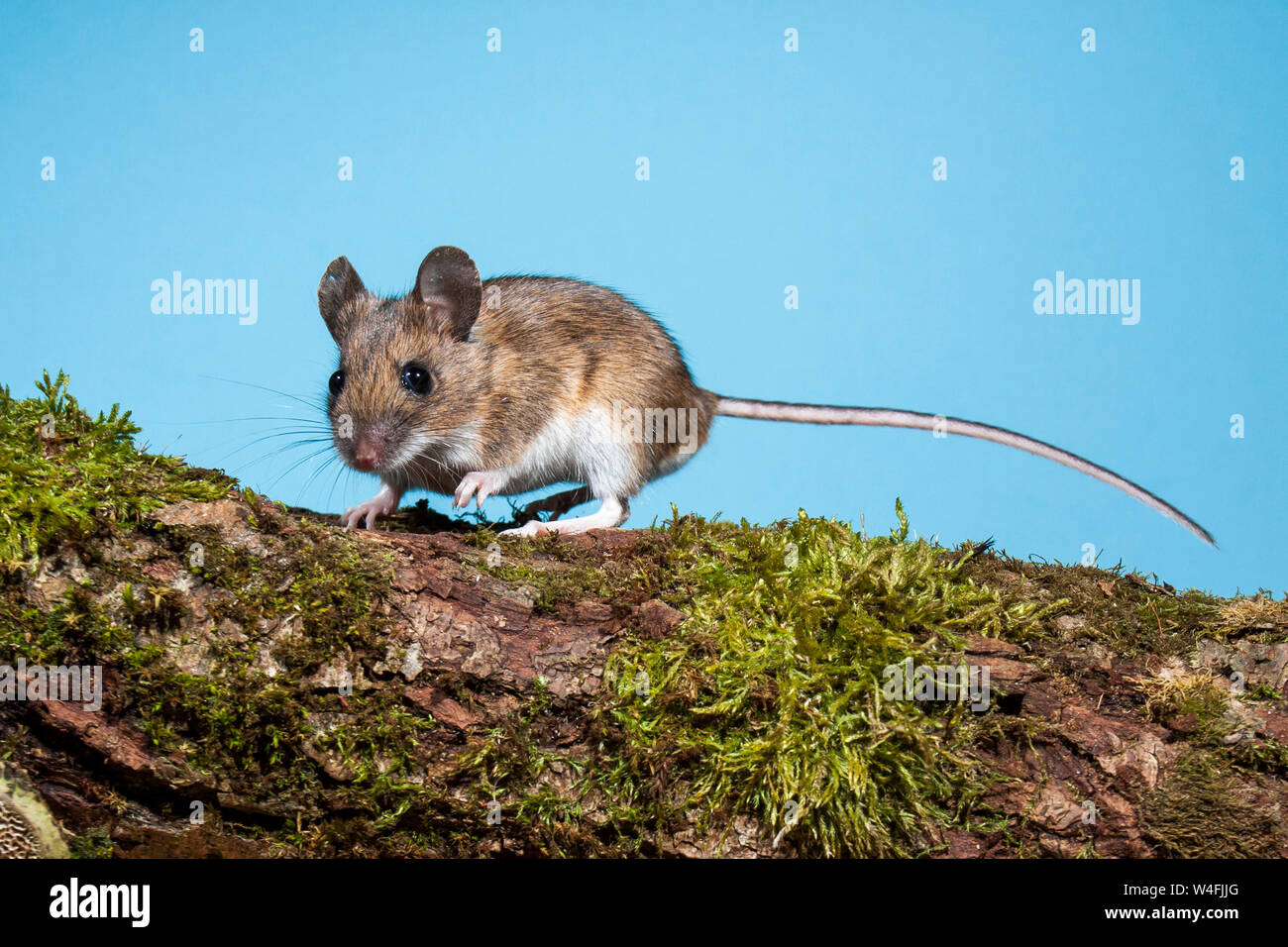 Ratón de madera, Waldmaus (Apodemus sylvaticus) Foto de stock