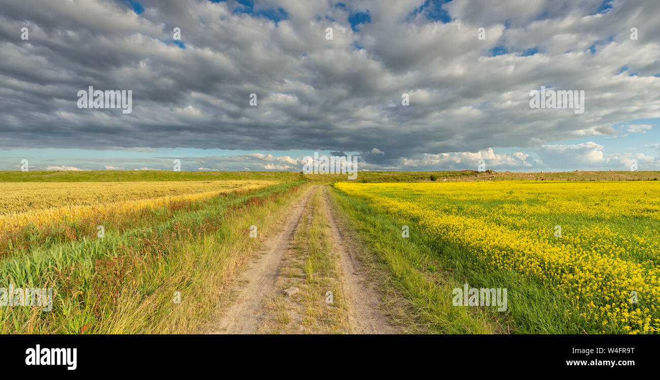 Un paisaje rural en verano con un cielo azul y nubes y una carretera rural por los campos de verano - Groningen, Países Bajos Foto de stock