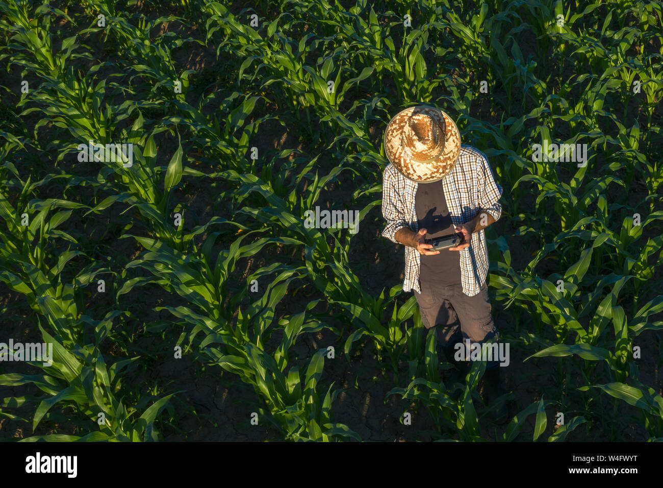 Agricultores de Maíz con drone controlador remoto en el campo. Utilizando moderna tecnología innovadora en la agricultura y la agricultura inteligente. Foto de stock