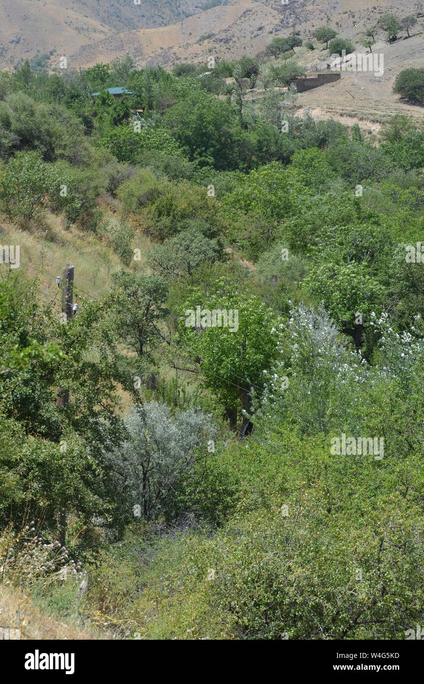 Hayat aldea en las montañas de Nurata, Central de Uzbekistán Foto de stock