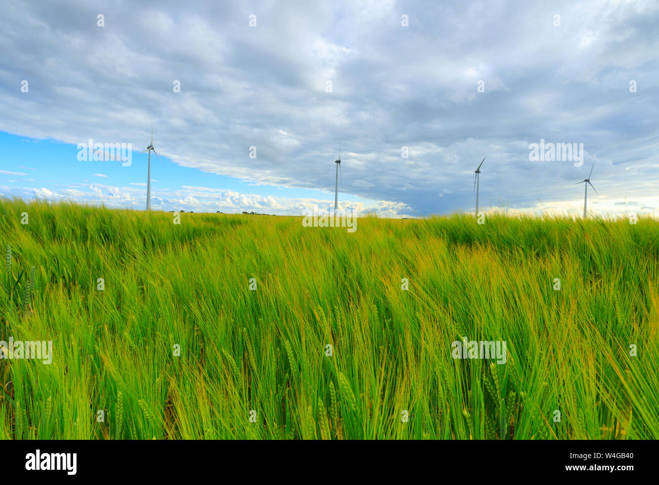 Molinos de viento en un paisaje agrícola produciendo energía limpia y verde para un mundo sostenible con trigo que crecen en los campos de verano Foto de stock