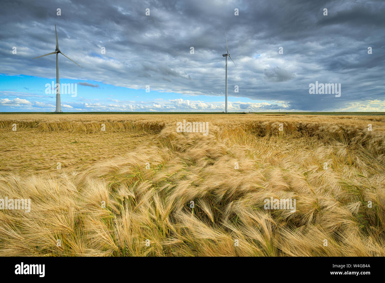 Molinos de viento en un paisaje agrícola produciendo energía limpia y verde para un mundo sostenible con trigo que crecen en los campos de verano Foto de stock