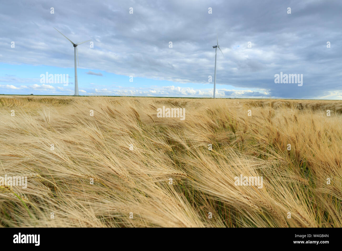 Molinos de viento en un paisaje agrícola produciendo energía limpia y verde para un mundo sostenible con trigo que crecen en los campos de verano Foto de stock