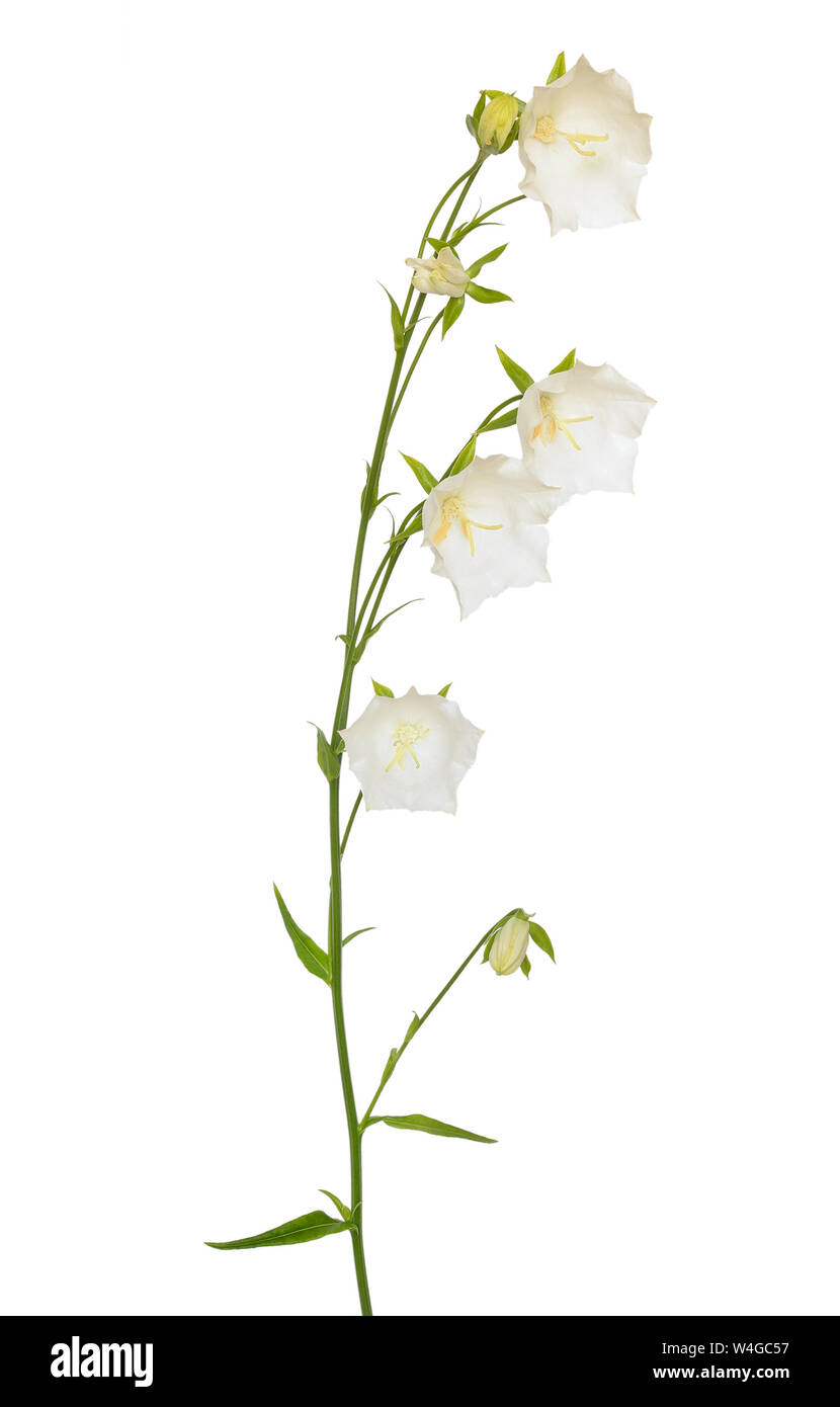 Campanula persicifolia flor aislado sobre fondo blanco. Foto de stock