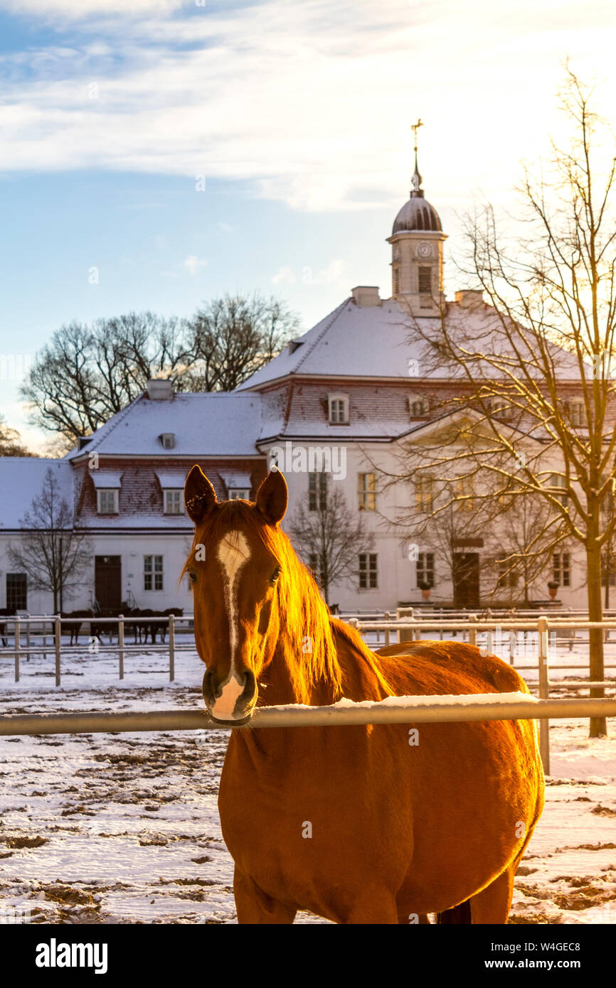 Criadero de caballos, mirando a la cámara, Neustadt Dosse, Brandenburgo, Alemania Foto de stock