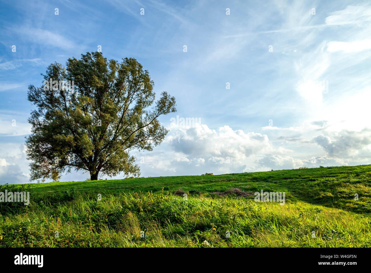 Único árbol en un prado, Odenwald, Hesse, Alemania Foto de stock