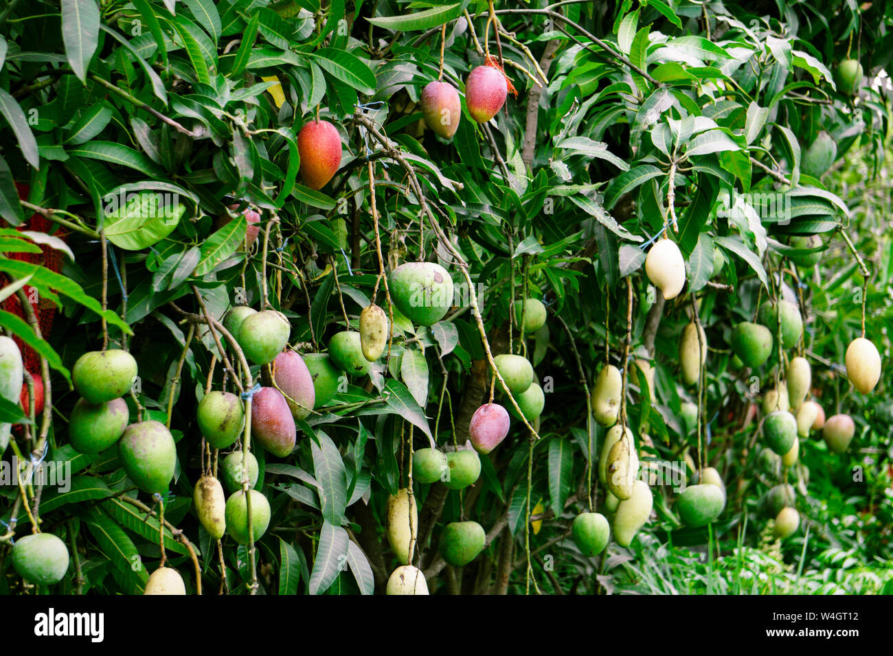 Details 100 imágenes de árboles de mango - Abzlocal.mx