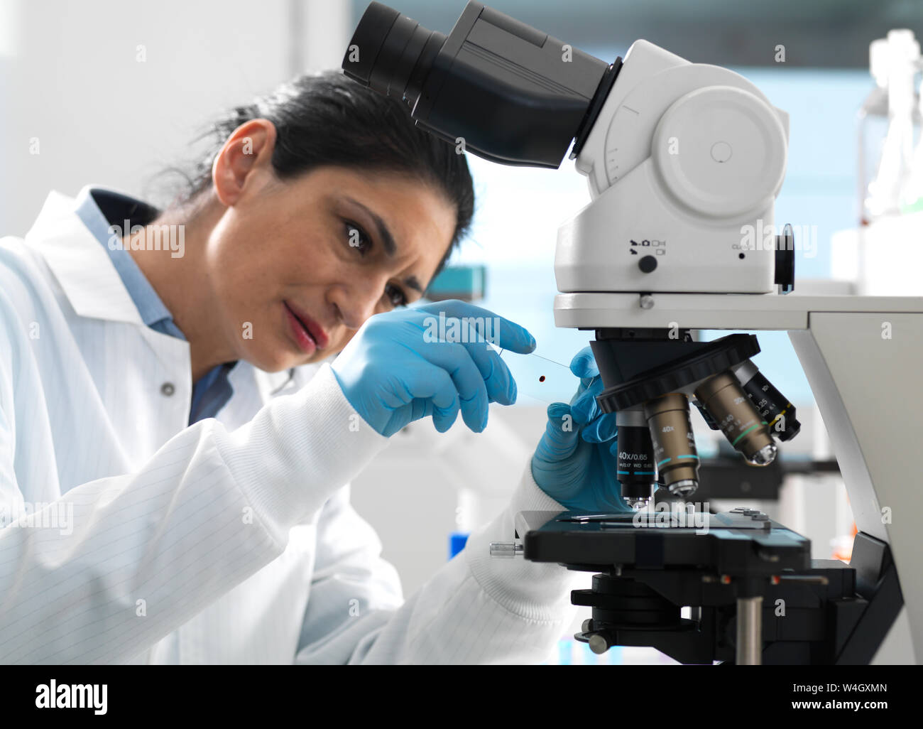 Técnico de laboratorio de instruir un portaobjetos de vidrio que contiene una muestra de sangre, listo para ser ampliados bajo el microscopio en el laboratorio. Foto de stock