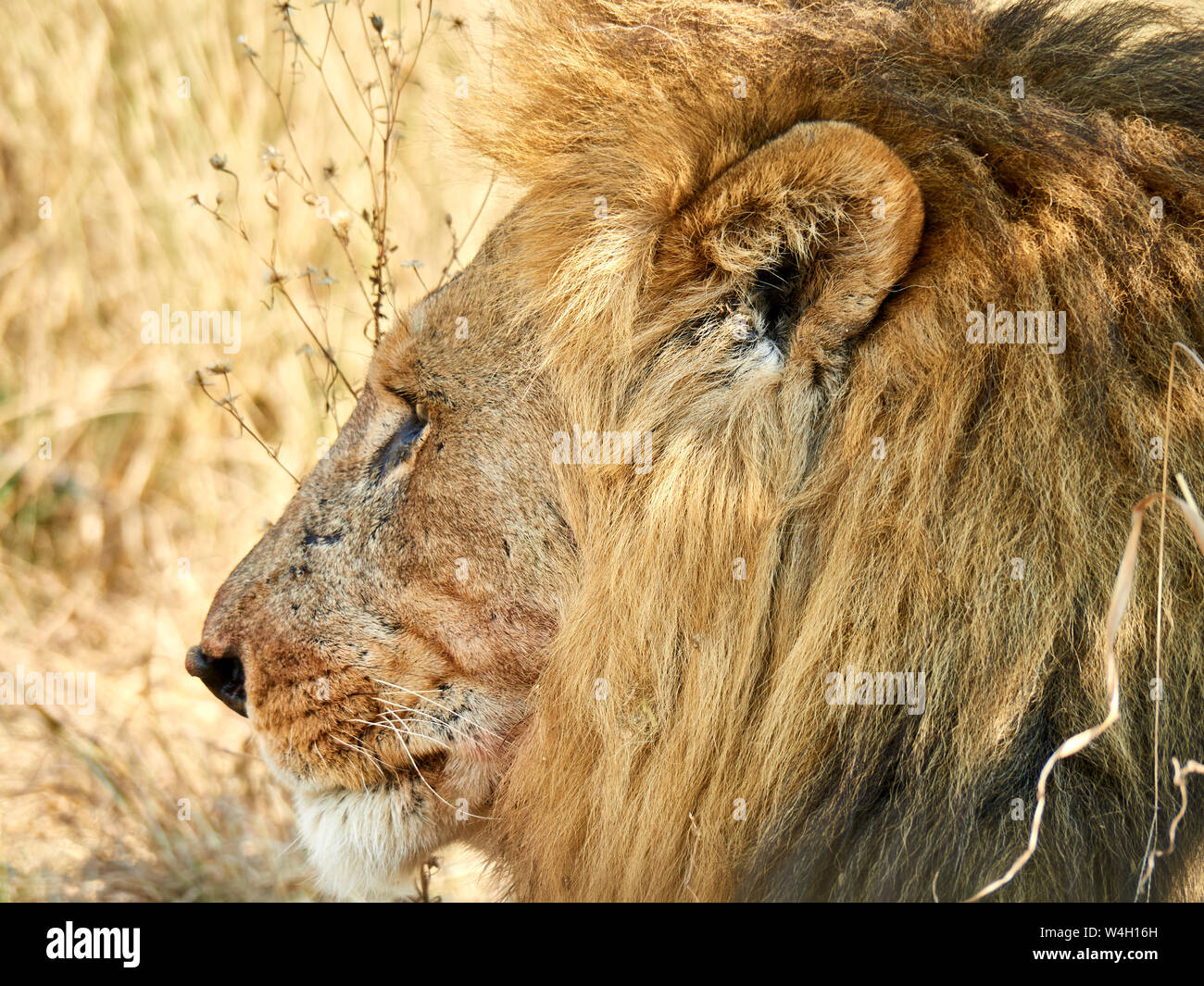 Perfil de león macho, el Parque Nacional Chobe, Maun, Botswana Foto de stock