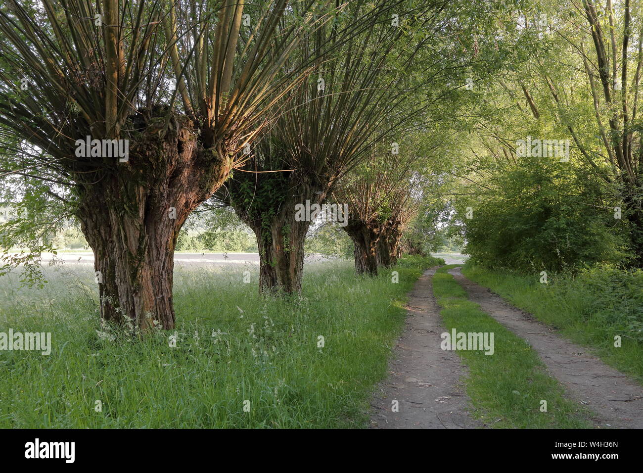 Willow alley, verdor, campo en campo en Polonia, nadie, sin la gente. Foto de stock
