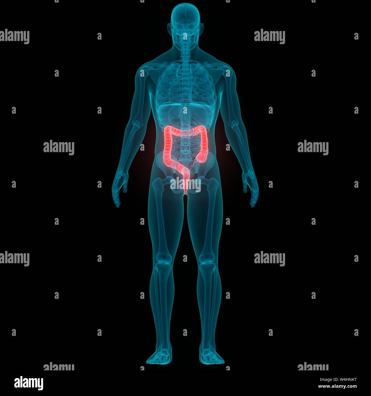 Aparato Digestivo Humano Anatomía Del Intestino Delgado Fotografía De Stock Alamy 6662
