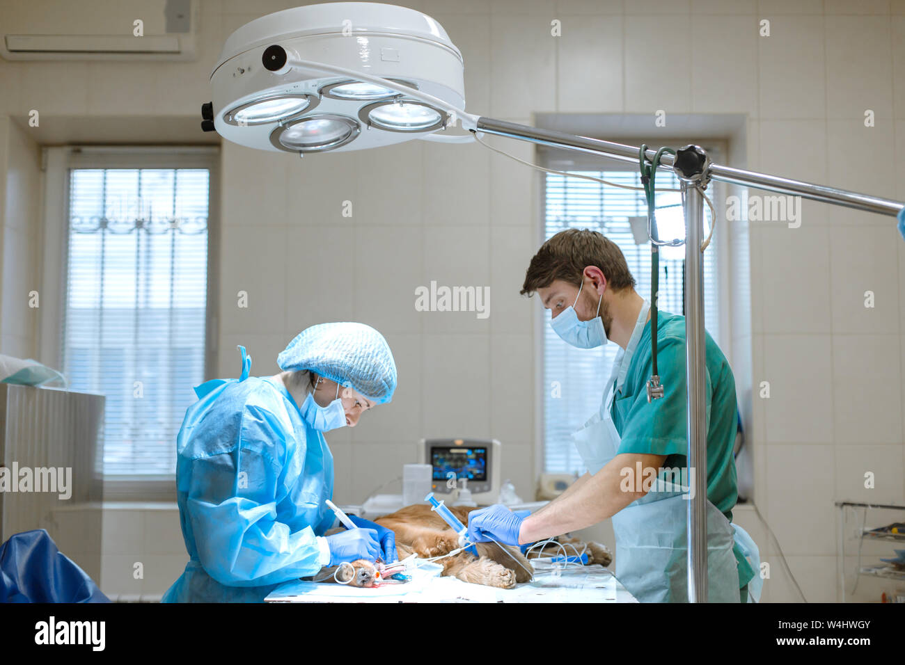 Odontología veterinaria. Cirujano dentista veterinario limpia y trata