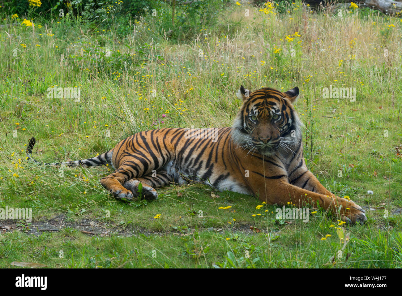 Tigre de Sumatra (Panthera tigris sondaica ) tumbado en la hierba Foto de stock