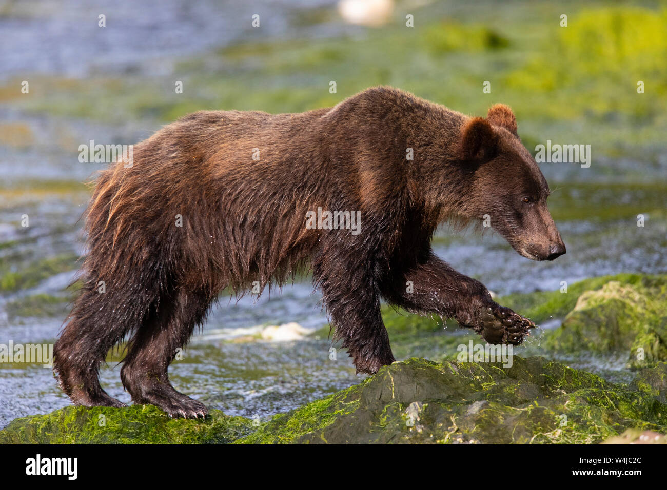Los osos pardos en la isla Chichagof Tongass National Forest, Alaska. Foto de stock