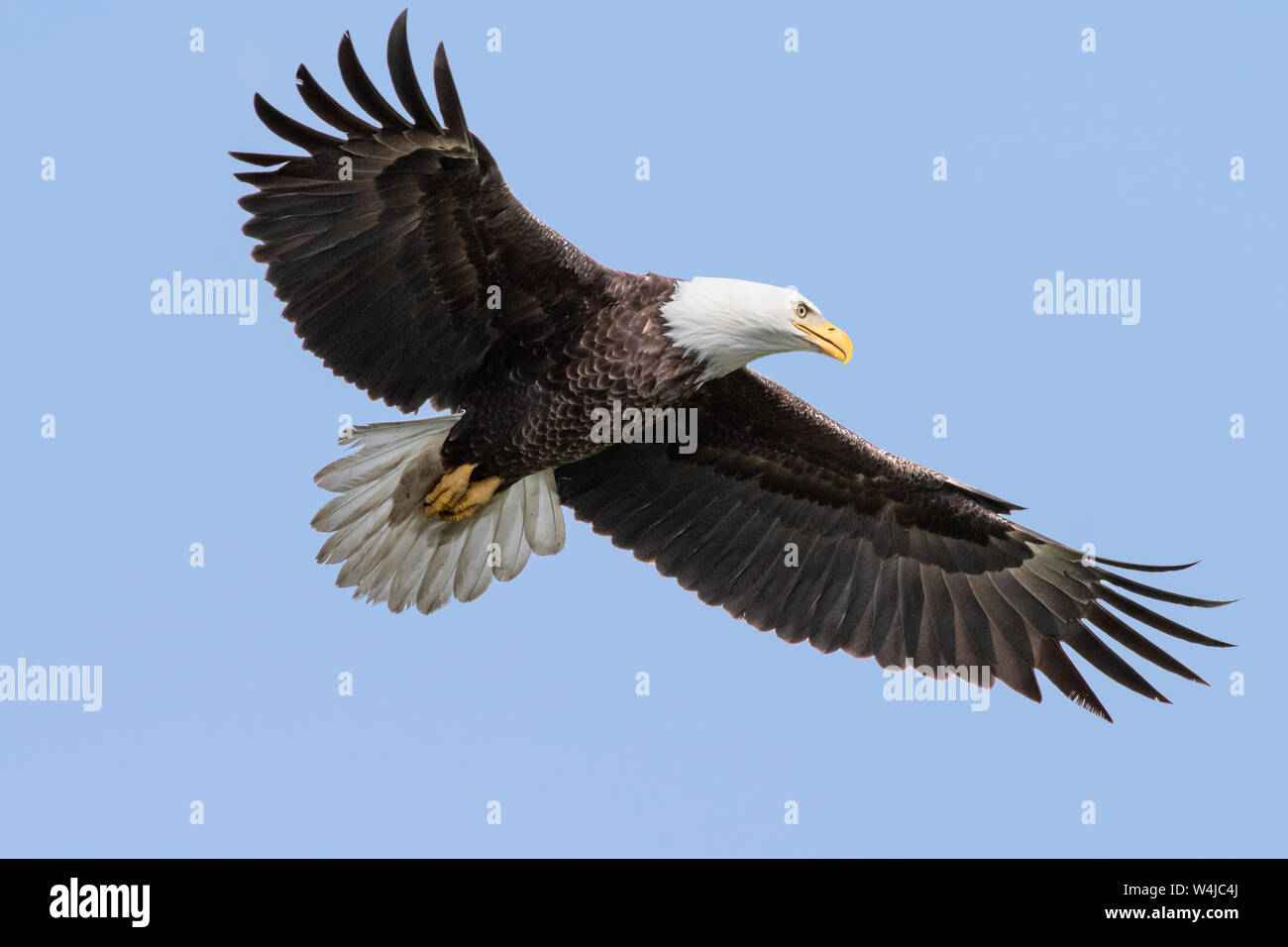 América del Norte; Estados Unidos; Alaska; Portage valle; fauna silvestre;  aves; depredador; el águila calva; Haliaeetus leucocephalus Fotografía de  stock - Alamy