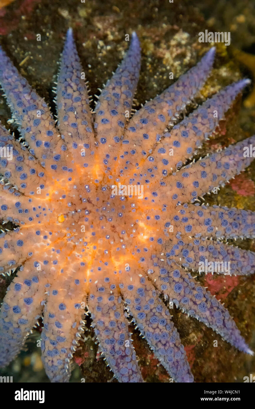 La estrella de mar de girasol. Seward, Alaska. Foto de stock