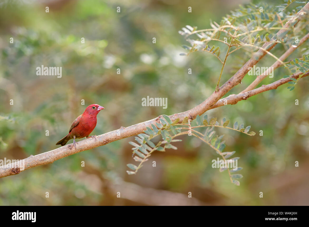 Rojo - Lagonosticta senegala facturó Firefinch, hermoso rojo pequeño donde se posan las aves africanas de arbustos y jardines, Senegal. Foto de stock