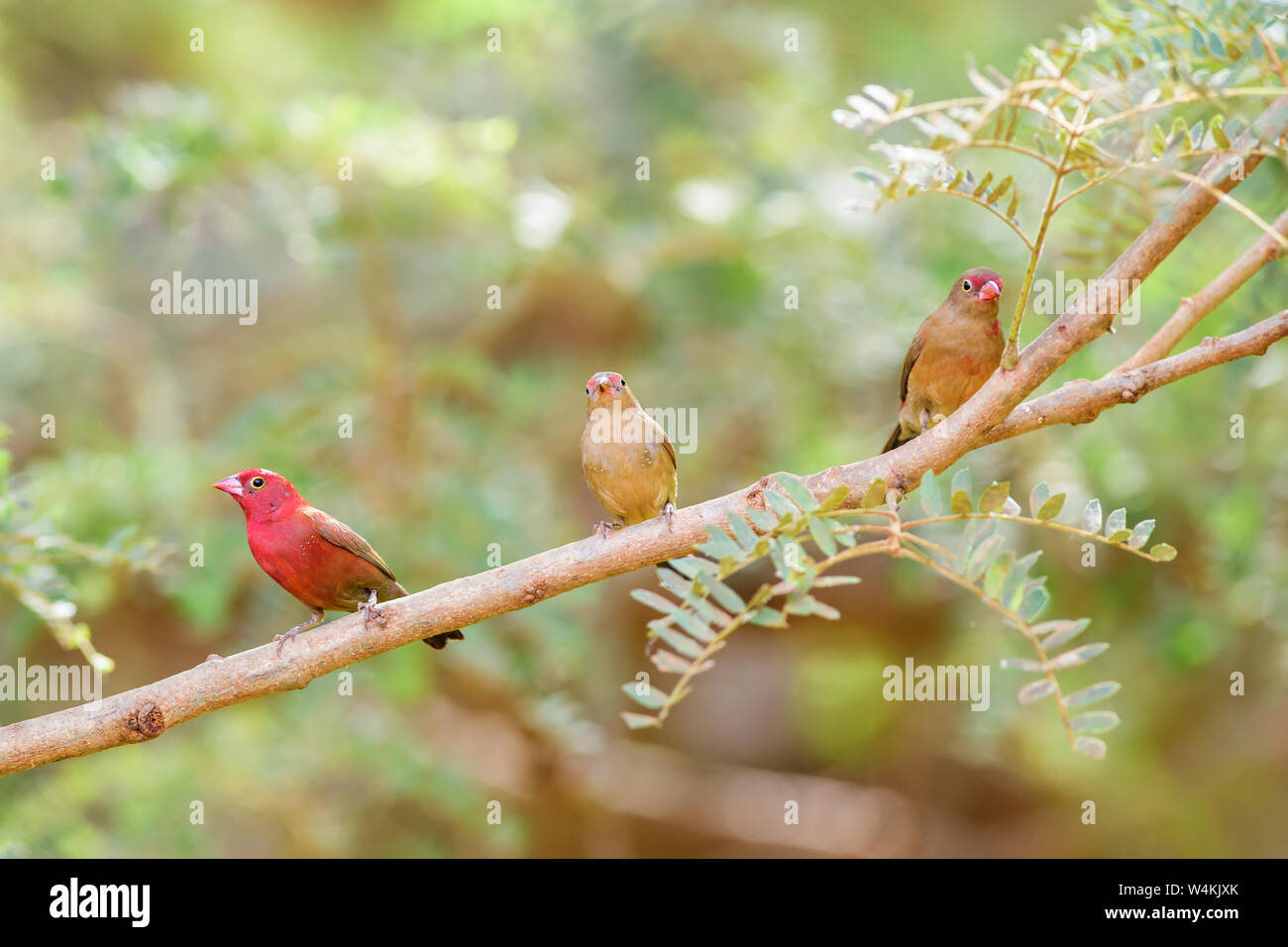 Rojo - Lagonosticta senegala facturó Firefinch, hermoso rojo pequeño donde se posan las aves africanas de arbustos y jardines, Senegal. Foto de stock