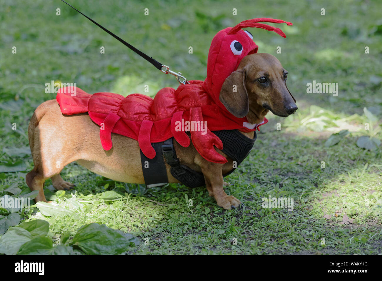 Teckel perro con traje de camarón durante el Teckel desfile en San Petersburgo, Rusia Fotografía stock - Alamy