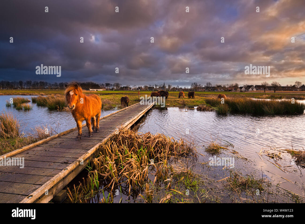 Un pony Shetland caminando sobre un embarcadero sobre un río en un hermoso paisaje natural al atardecer con colores vibrantes - Friesland, Holanda Foto de stock