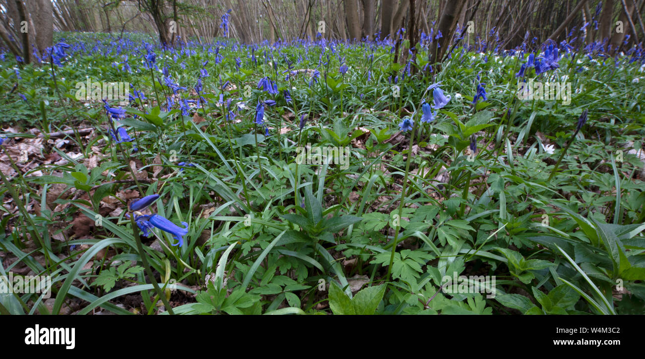 Bluebell Flores, Hyacinthoides non-scripta, Arroz Woods, en Faversham, Kent, UK Foto de stock