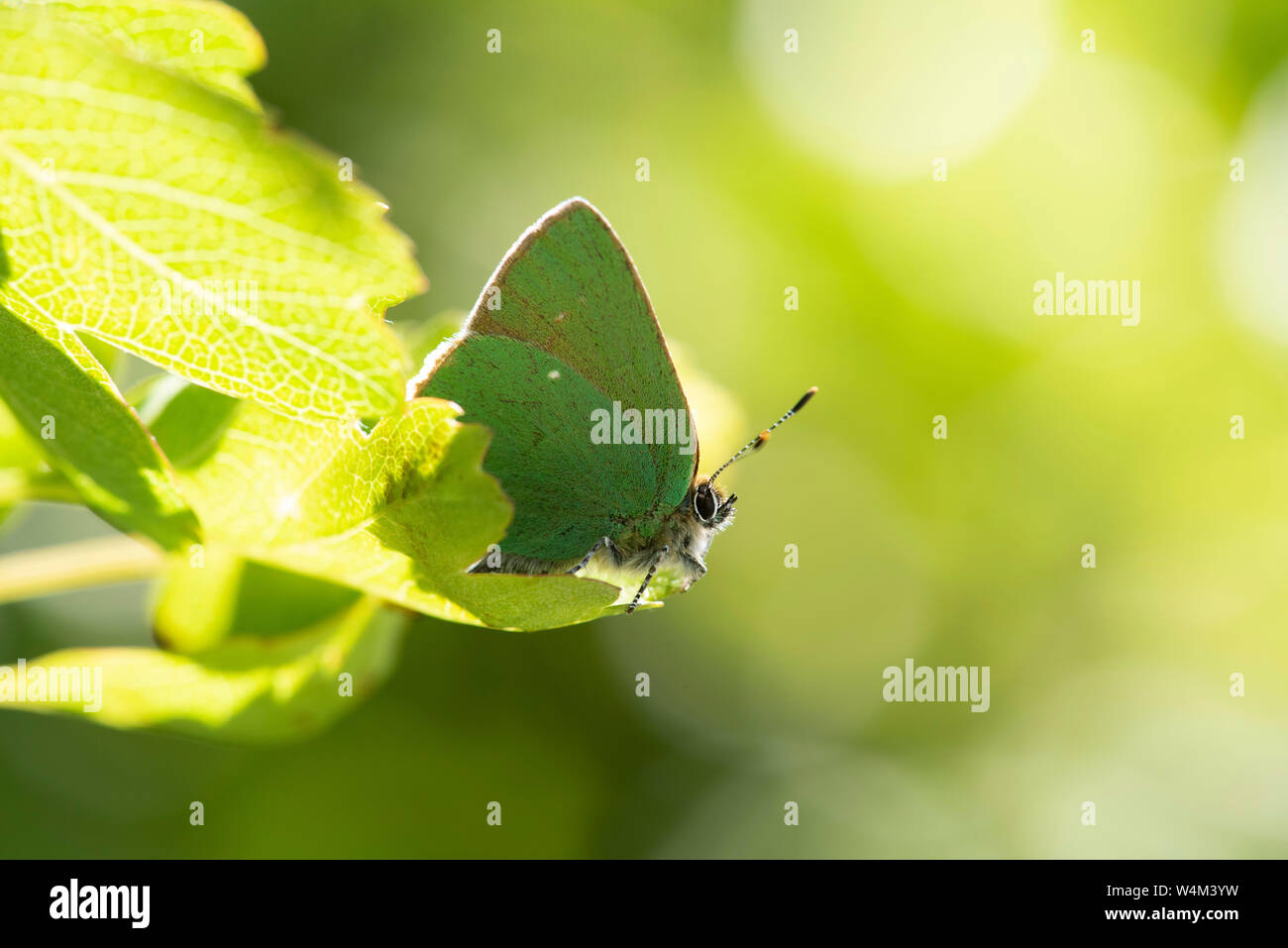 Green Eumaeini, Callophrys rubi, Reserva Natural de Monkton, Kent, UK, la ilusión de ser verde, un efecto producido por la difracción de la luz Foto de stock