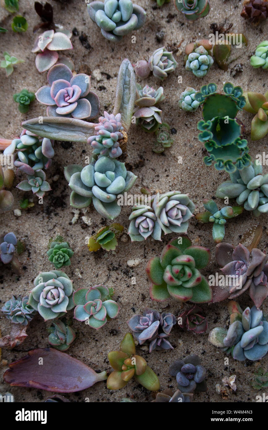 Varias pequeñas plantas suculentas en suelos arenosos de un alto ángulo de visión Foto de stock