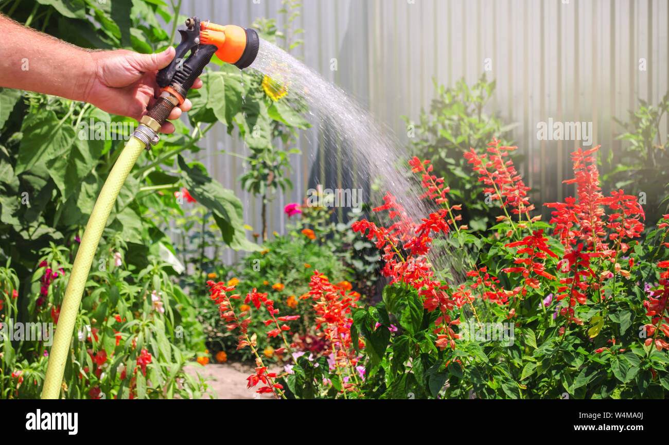 Un jardinero con una manguera de riego y un pulverizador agua las flores en  el jardín en un día soleado de verano. Manguera de rociadores para el riego  de plantas. Una de
