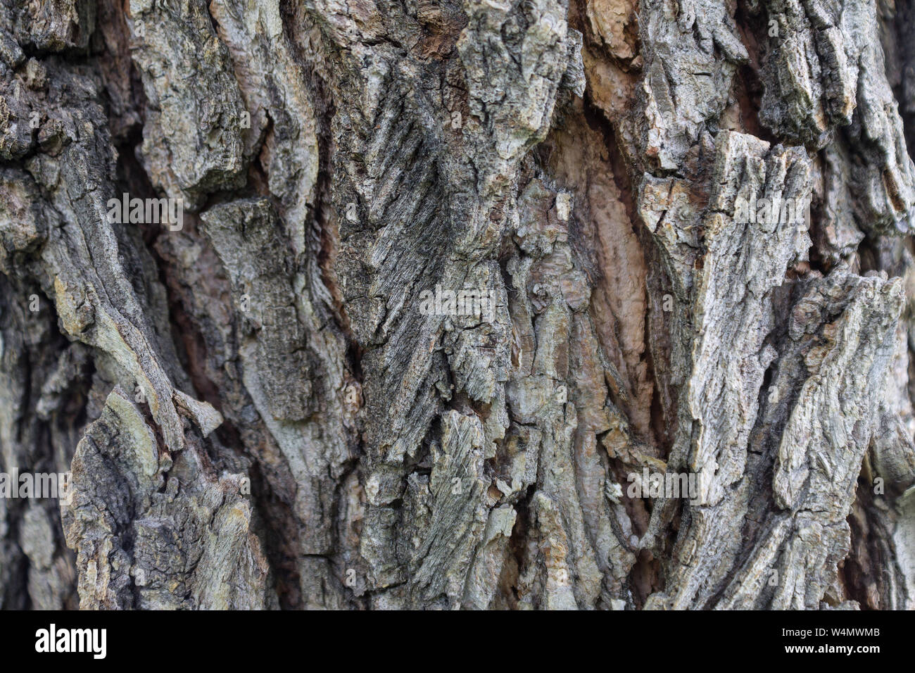 La textura de la corteza de los árboles de olmo con grietas y crecimientos  cercanos para antecedentes Fotografía de stock - Alamy