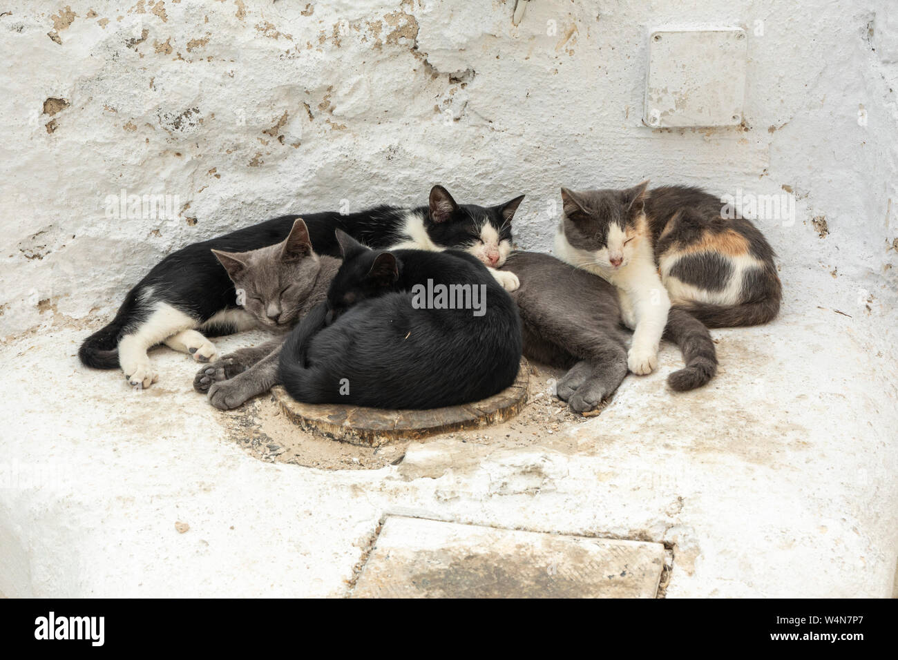 Los gatos durmiendo en el Emporio Santorini en Grecia. Familia de gatos. Foto de stock