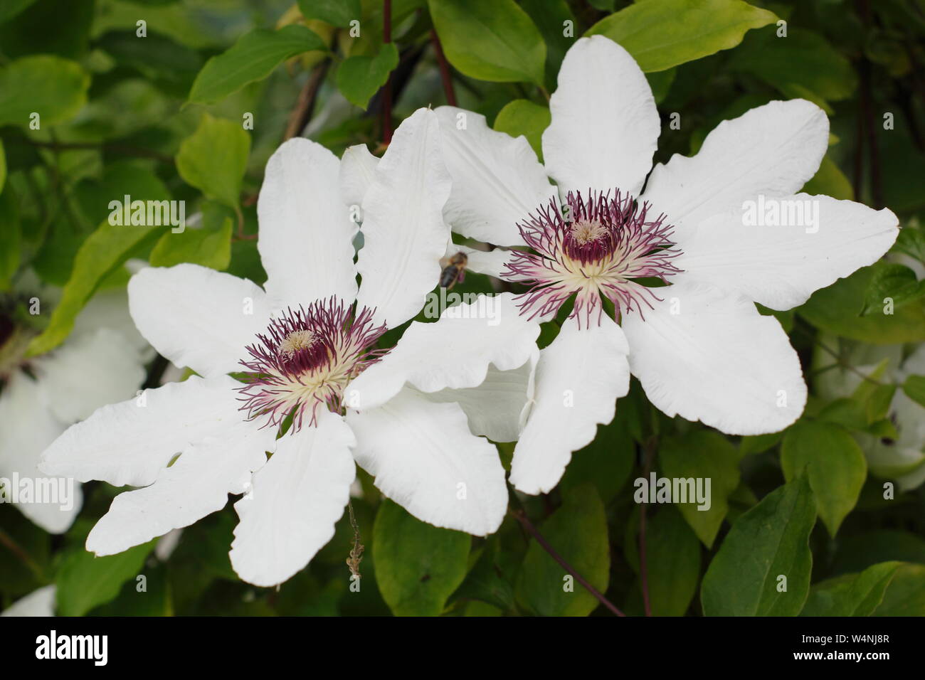 Clematis "Boda" florece a comienzos del verano. Grupo 2 clematis. Foto de stock