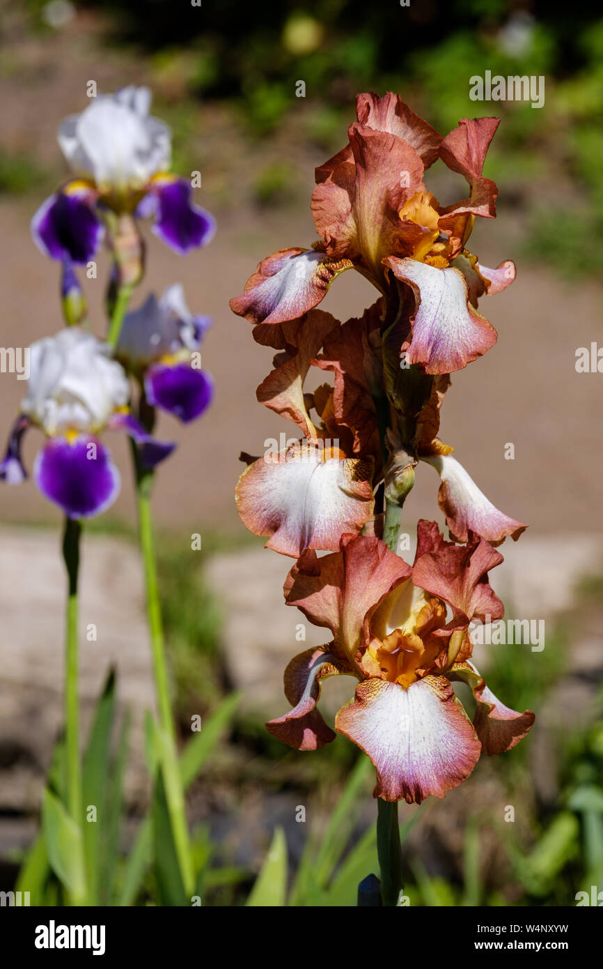 Dos flores de pétalos de flores de iris Barbado, aspecto clásico variedad, rojo y azul. Foto de stock