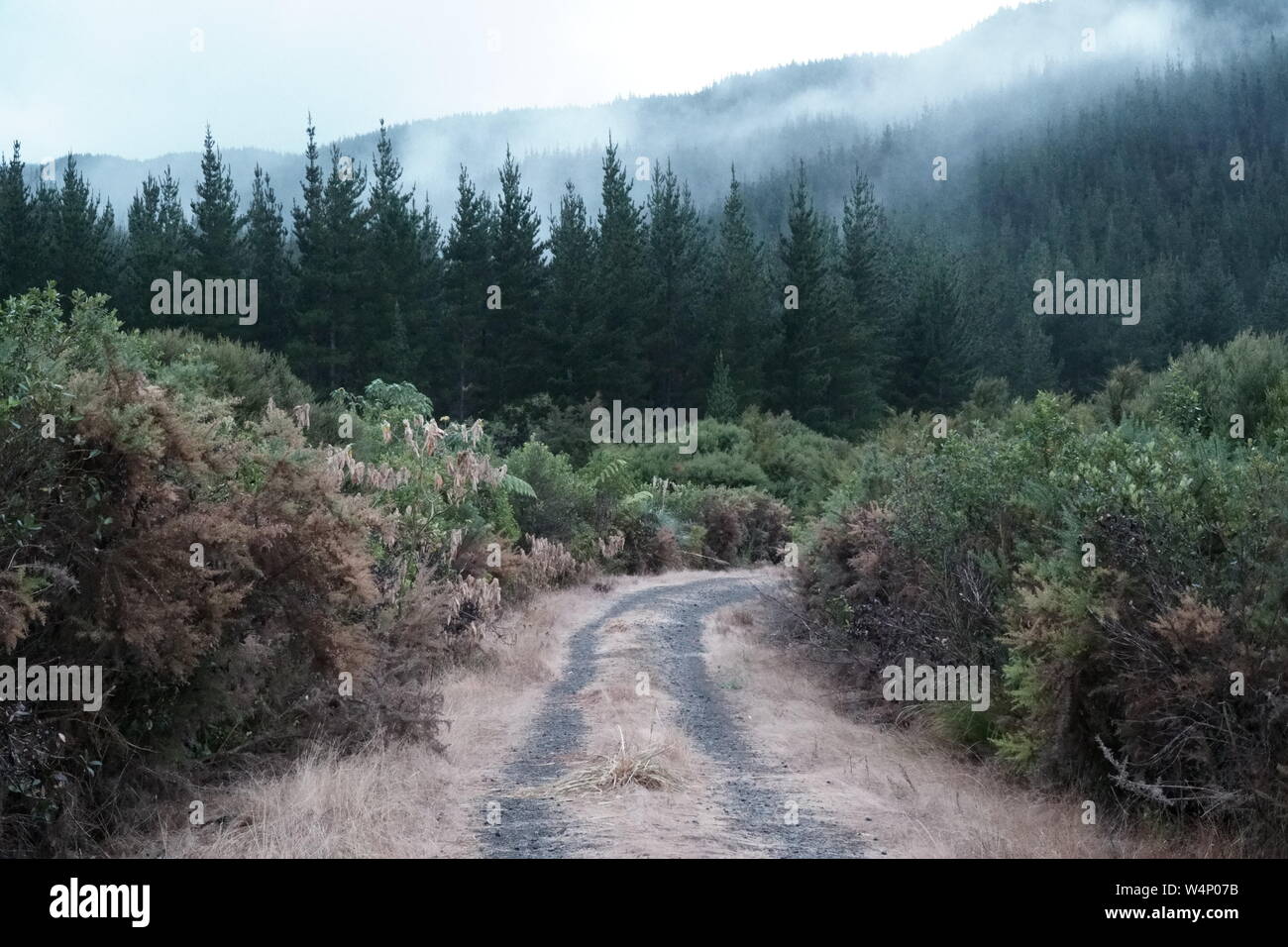 Carretera de montaña con pinos y un camino de tierra frente al bosque y las montañas Foto de stock
