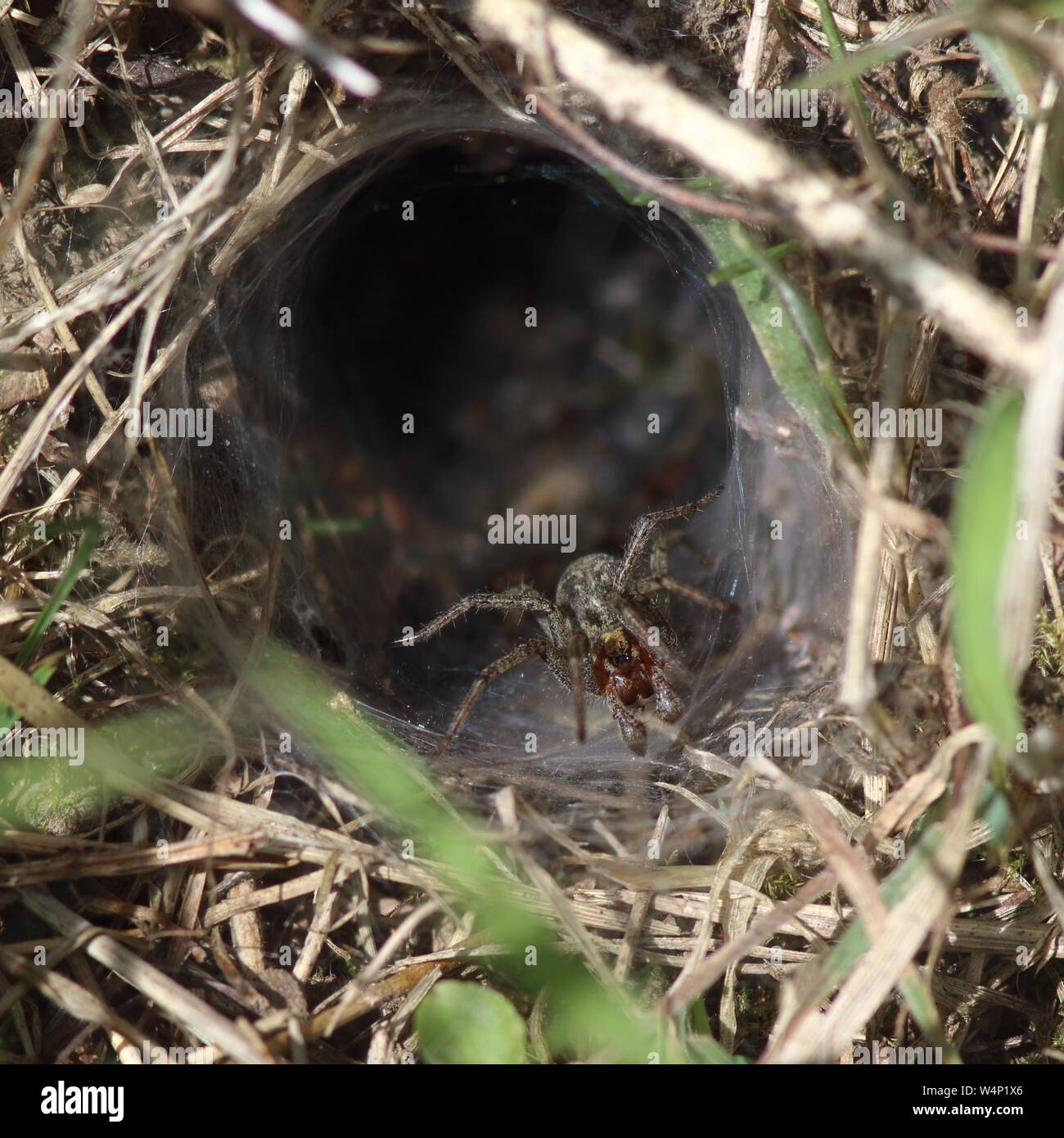 La araña de laberinto hace una tela de embudo en la boca de su cámara de la base con la entrada de la tela. Esta cámara era una de un grupo en un bosque de Kentish Foto de stock