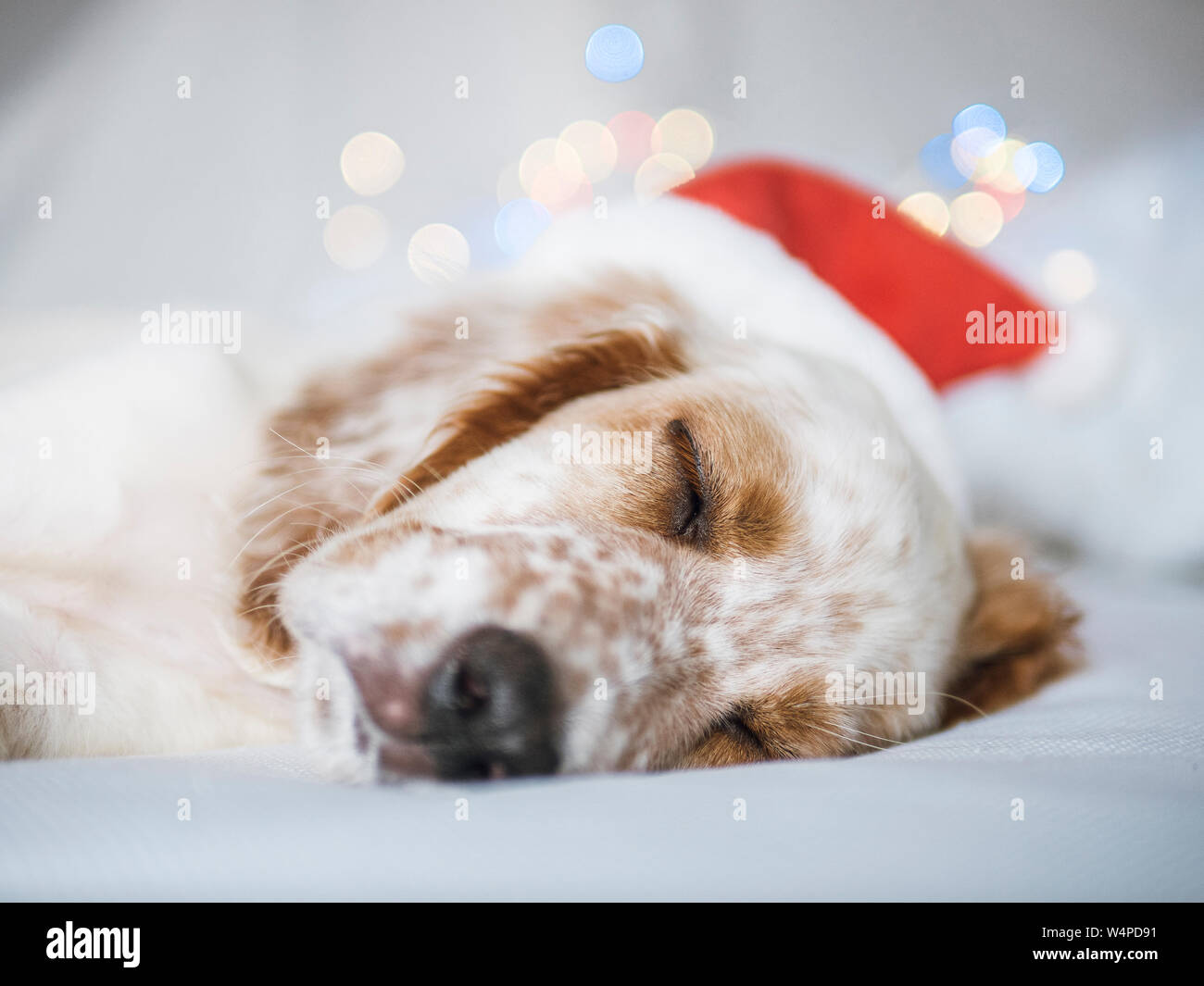 Retrato de navidad inglés cachorro setter Fotografía de stock - Alamy