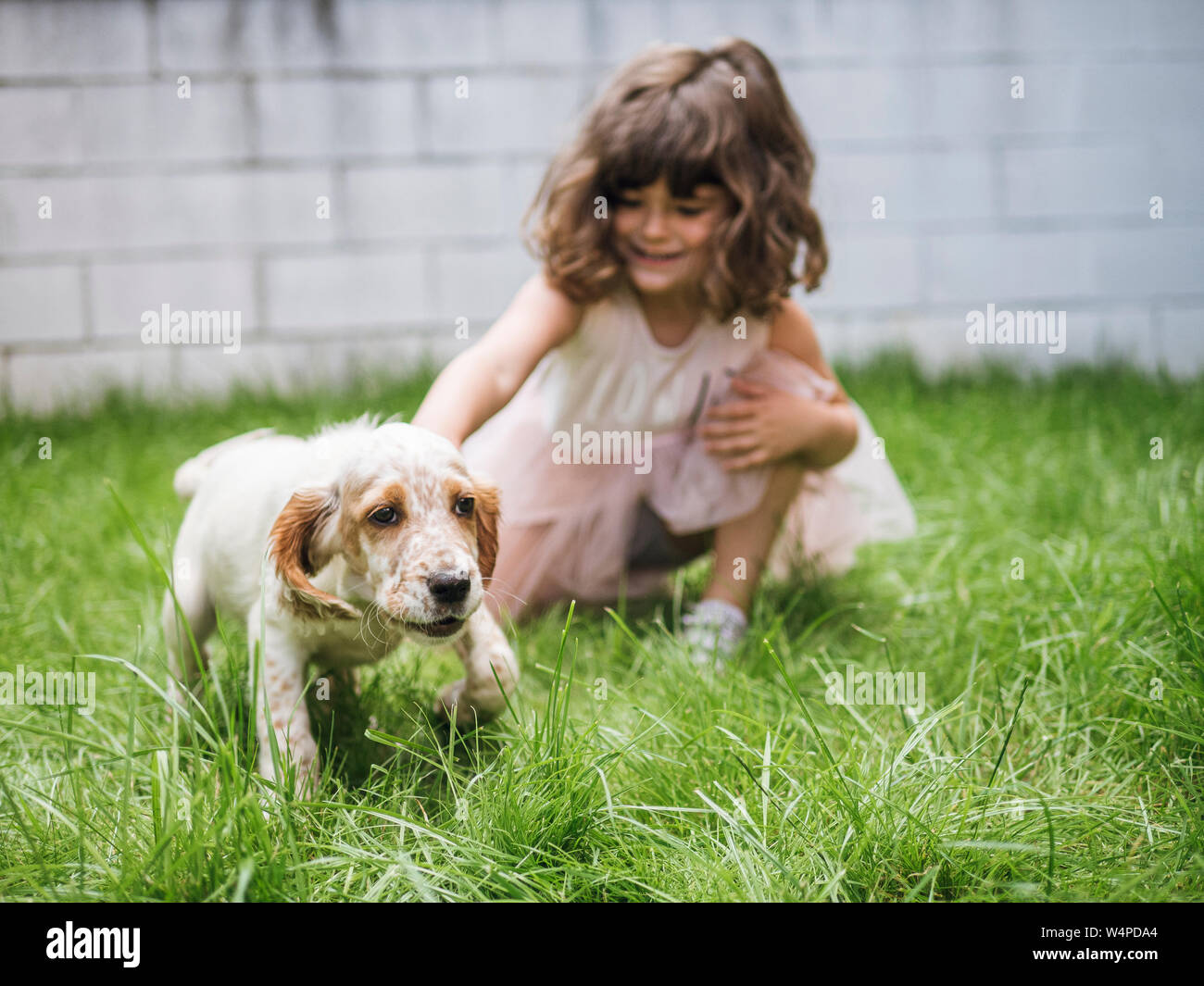Niña cachorro setter inglés y jugar en el jardín Foto de stock